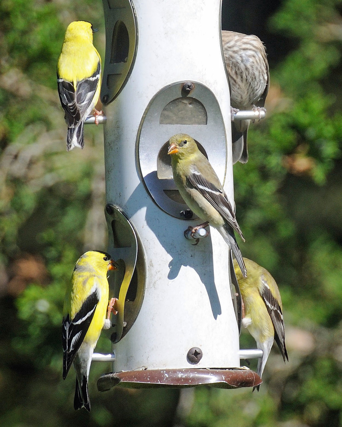Some goldfinches are enjoying seed at a nearby feeder. In addition to cleaning the feeder, check your seed supply once in a while for mold or a musty smell (mold can be harmful to birds). Also, if you live in a bear habitat, you may have to get creative with where to put the bird feeder or curtail feeding altogether during bear season. Bears are attracted by seed, especially anise.